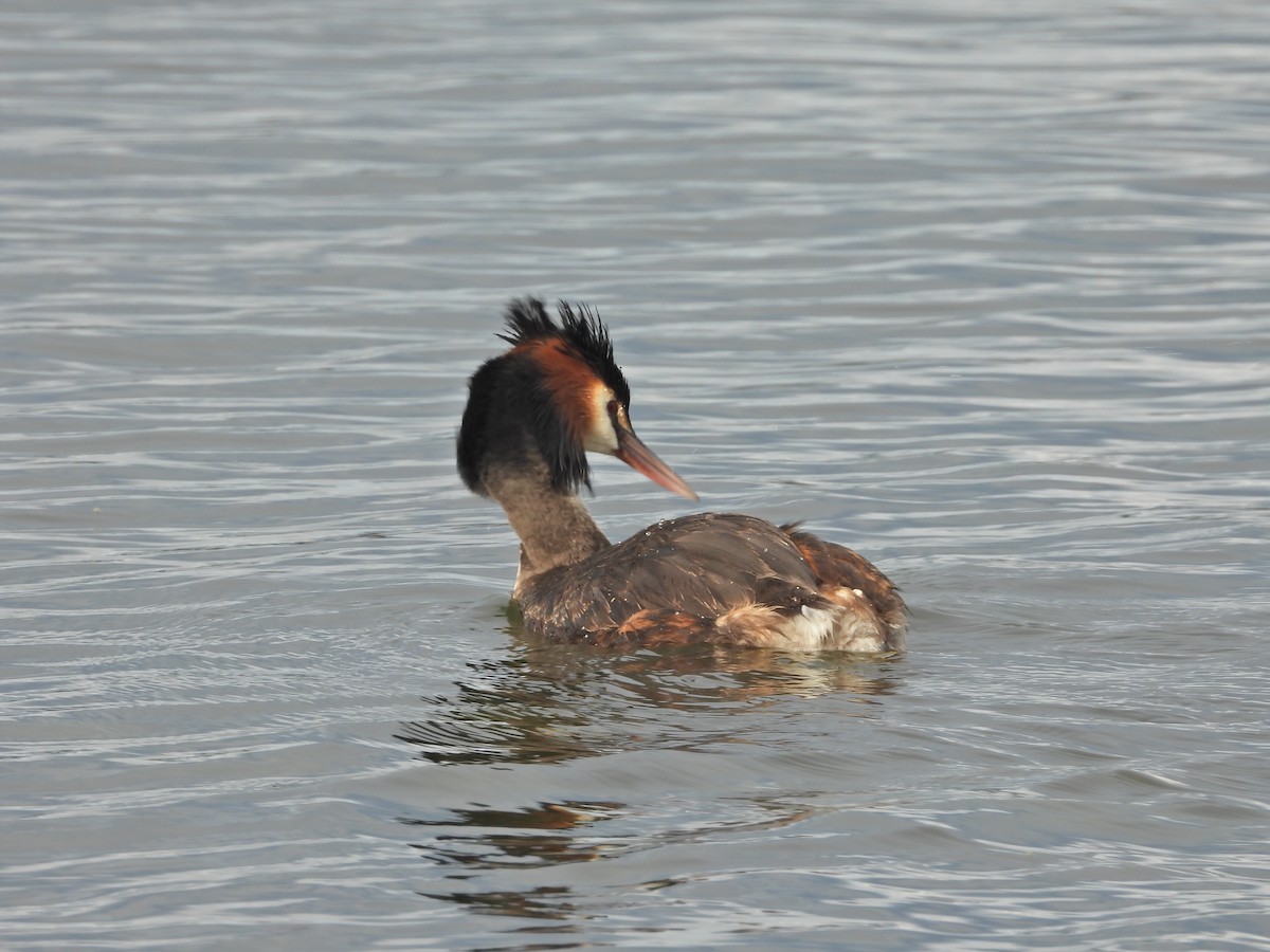 Отгот шунгуур - ML644612379