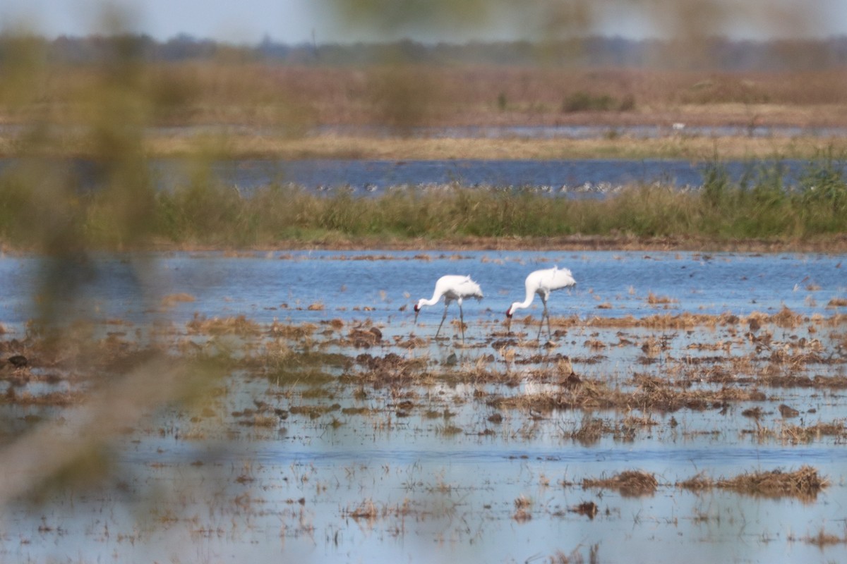 アメリカシロヅル - ML644612391