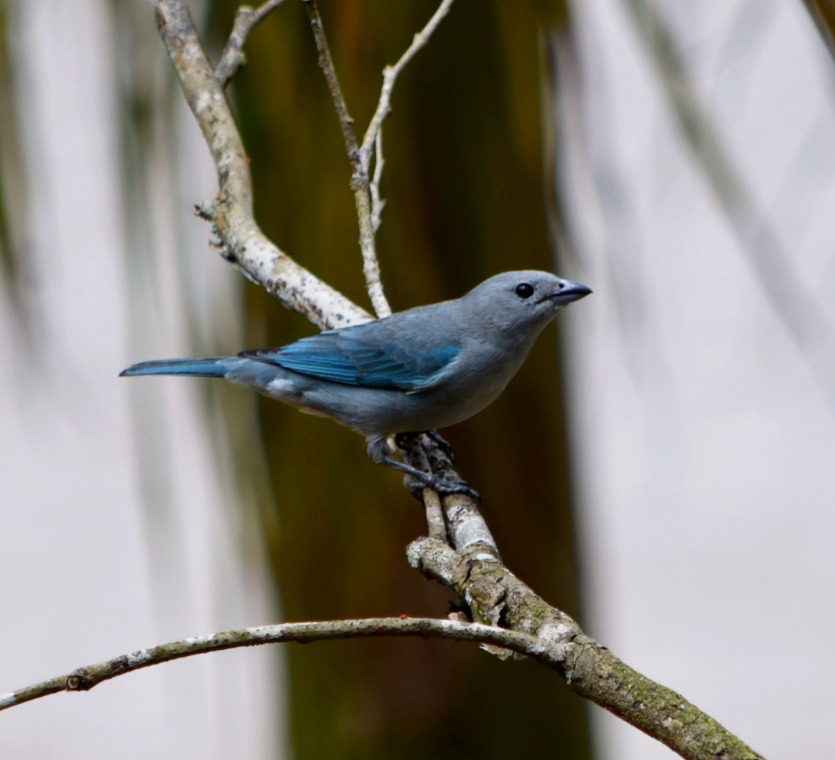 Sayaca Tanager - ML644612393