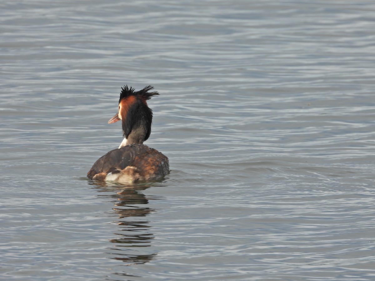 Отгот шунгуур - ML644612396