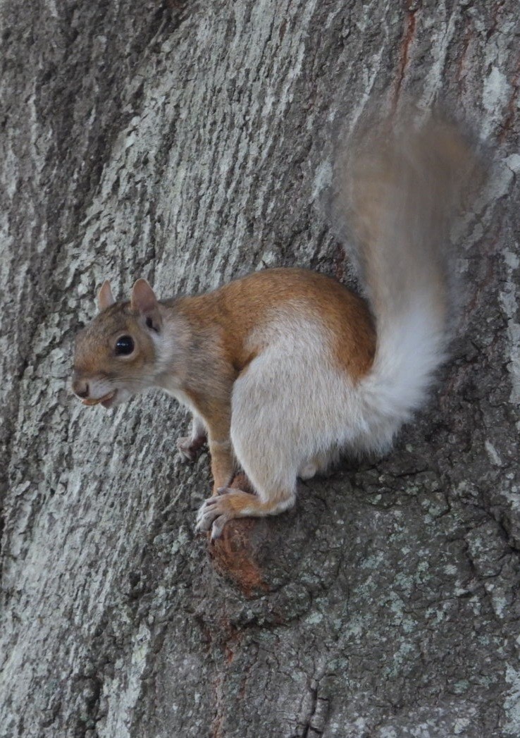 Animals - ML644612403