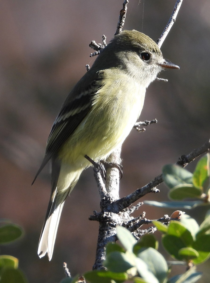 Hammond's Flycatcher - ML644612405