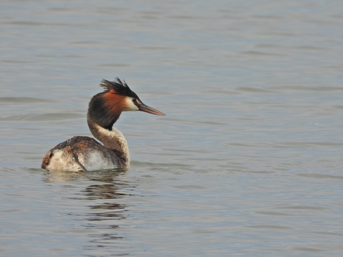 Отгот шунгуур - ML644612407