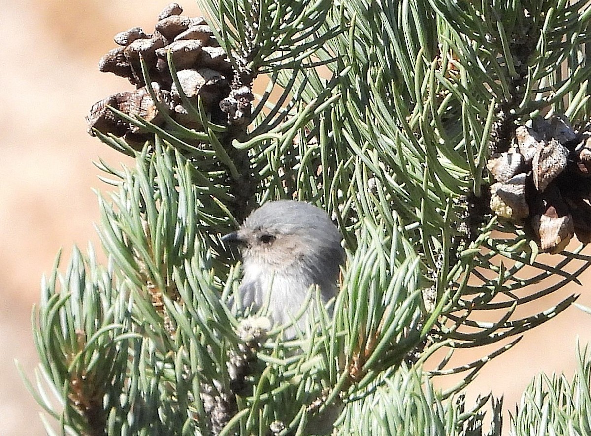 krattmeis - ML644612413