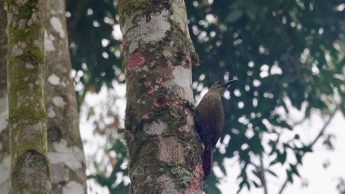 Grimpar à gorge blanche - ML644612414