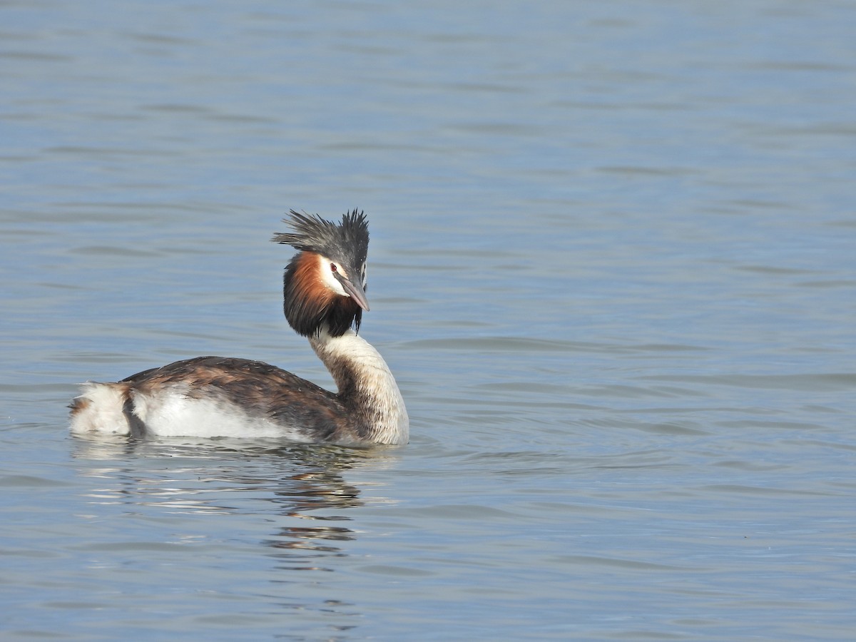 Отгот шунгуур - ML644612417