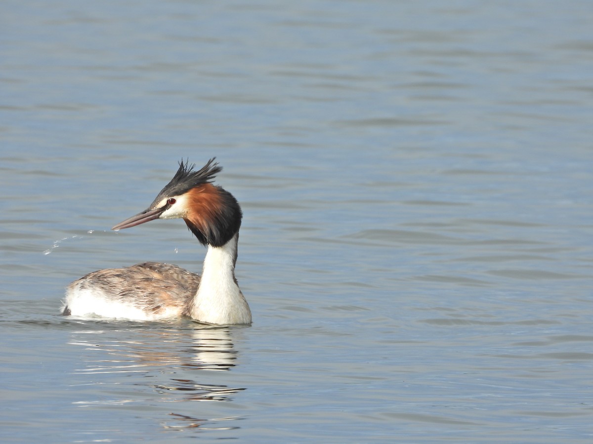 Отгот шунгуур - ML644612426