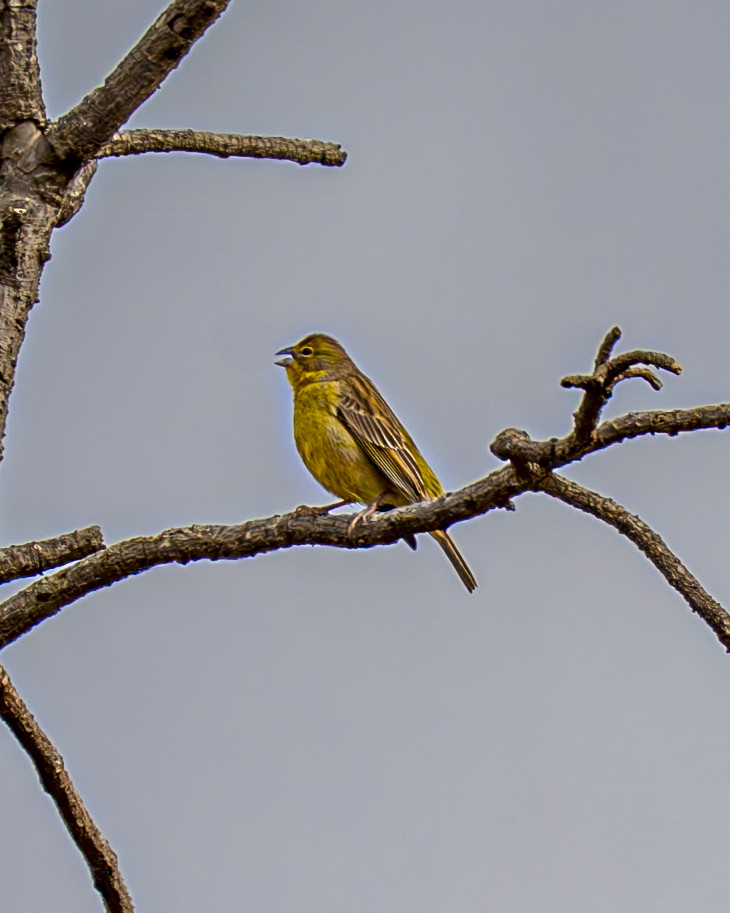 Короткоклювый зерноед - ML644612432