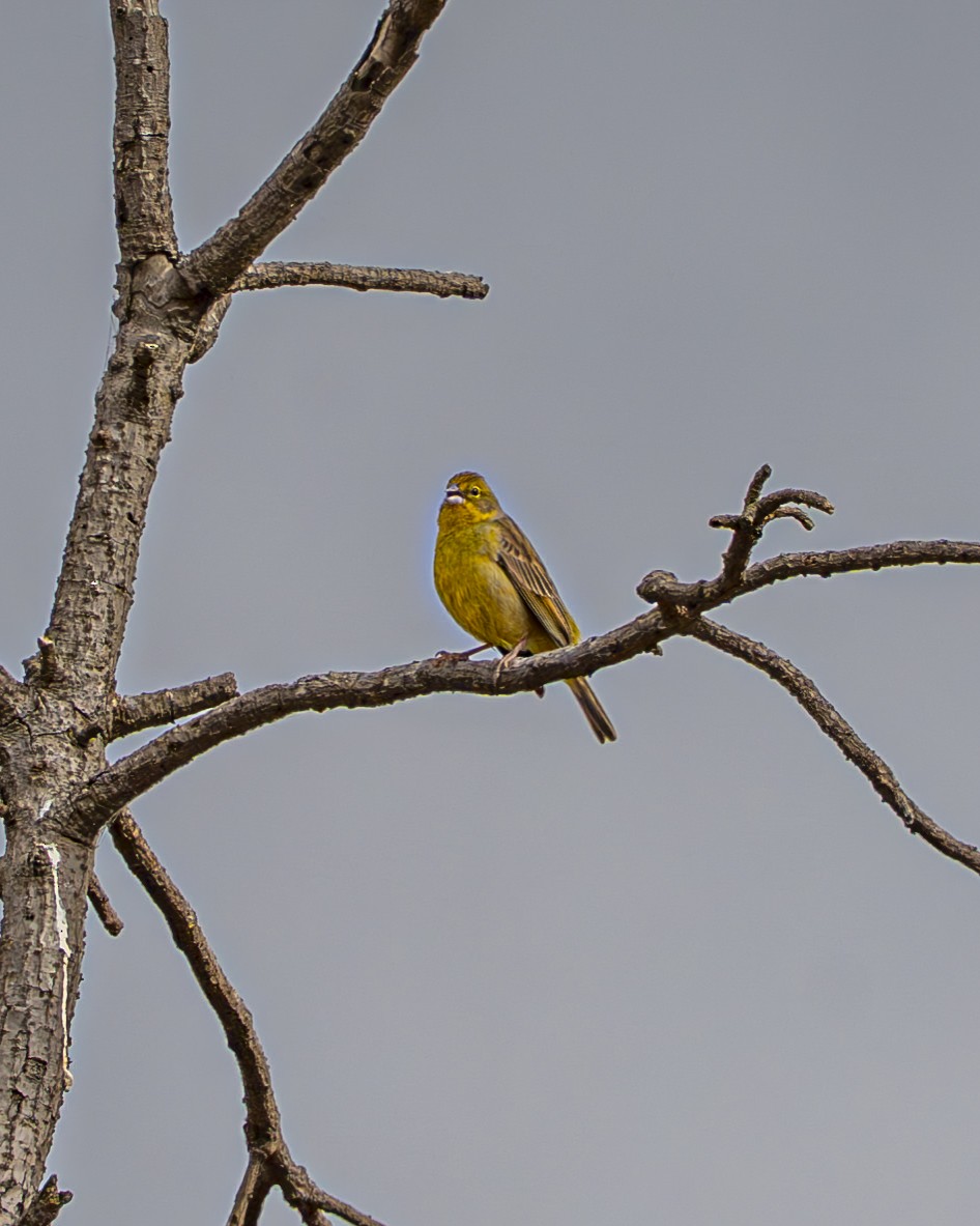 Короткоклювый зерноед - ML644612433