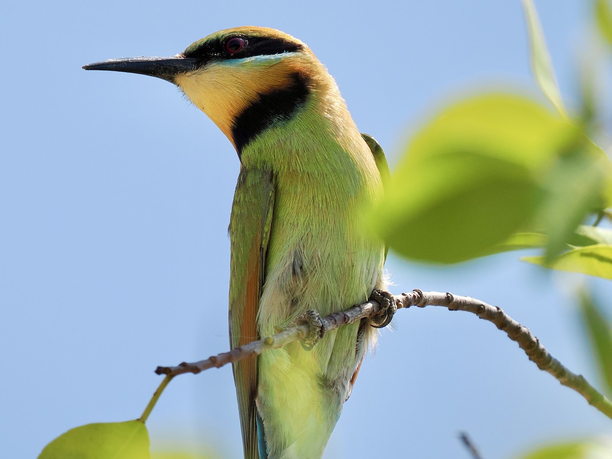 Regenbogenspint - ML644612434