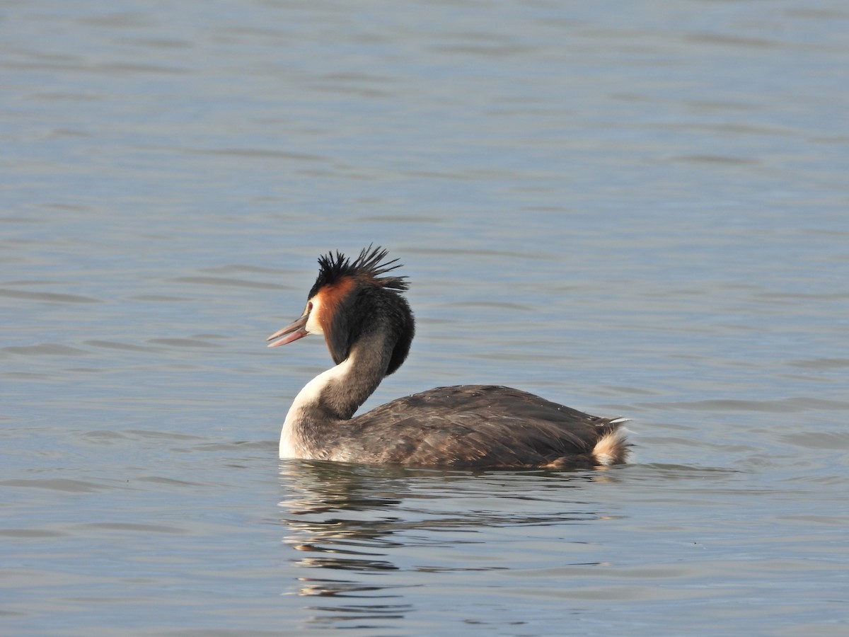 Отгот шунгуур - ML644612435