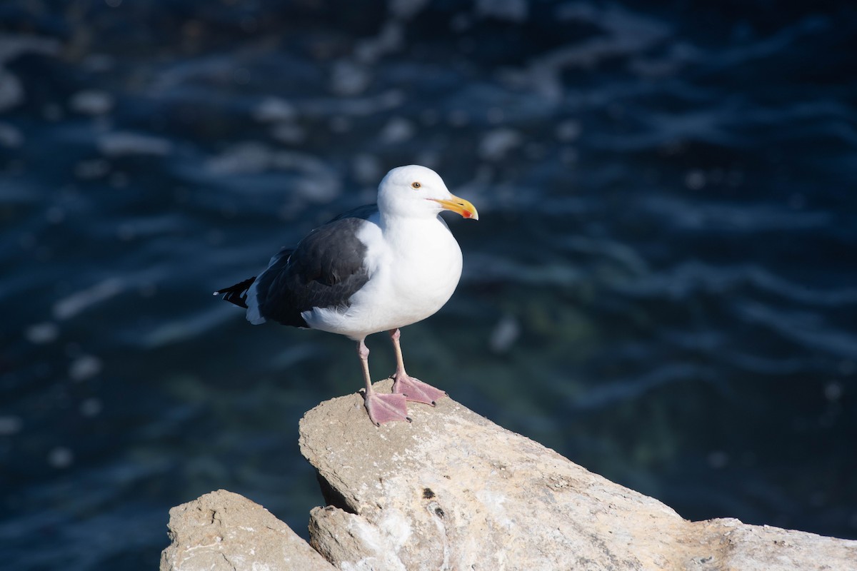 Мартин західний - ML644612436