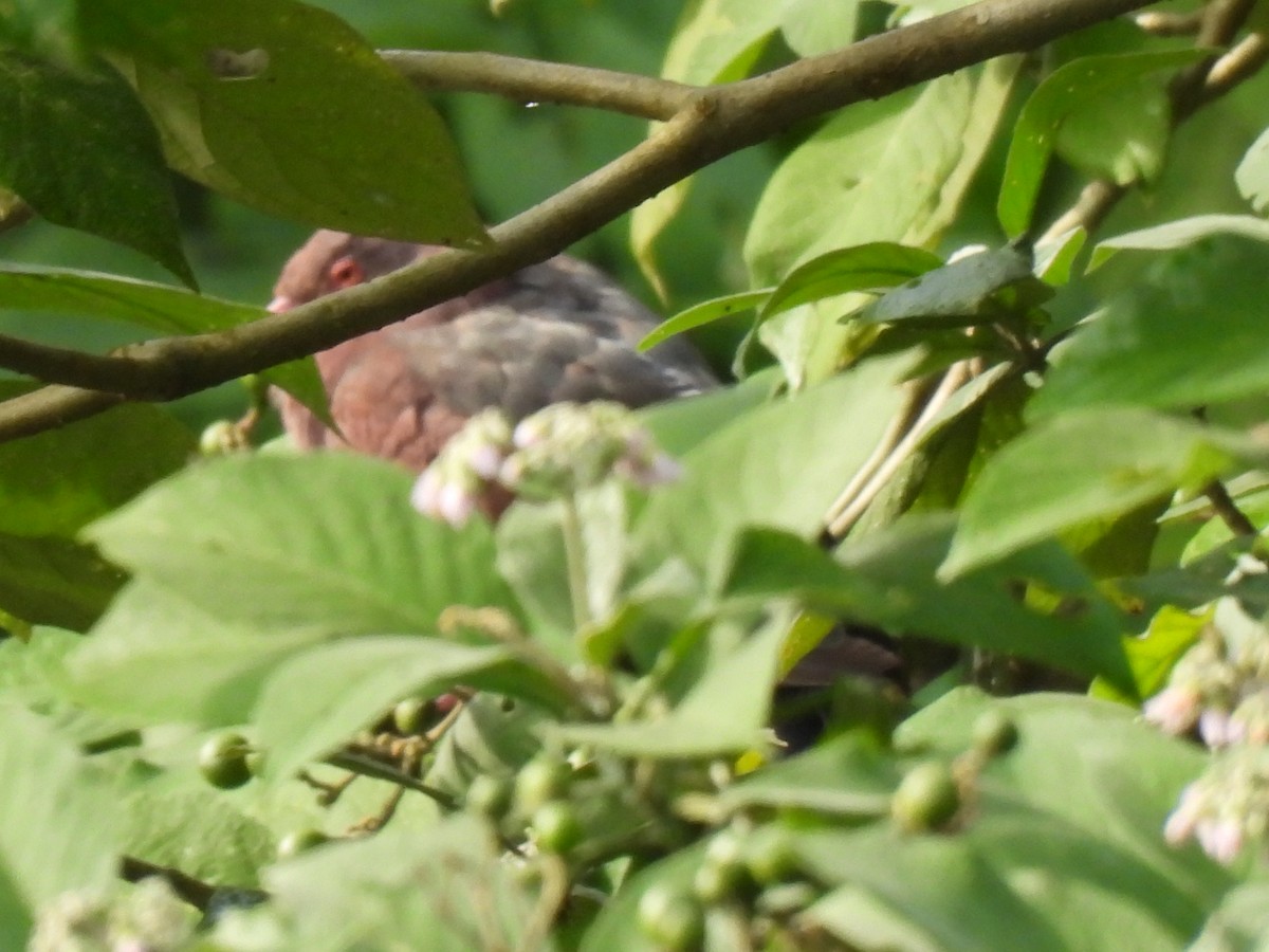 Sarı Gagalı Kızılca Güvercin - ML644612438