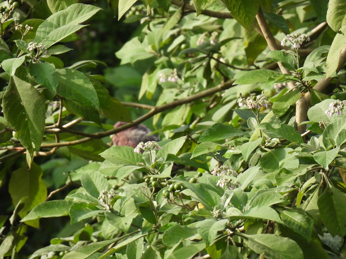 Sarı Gagalı Kızılca Güvercin - ML644612439