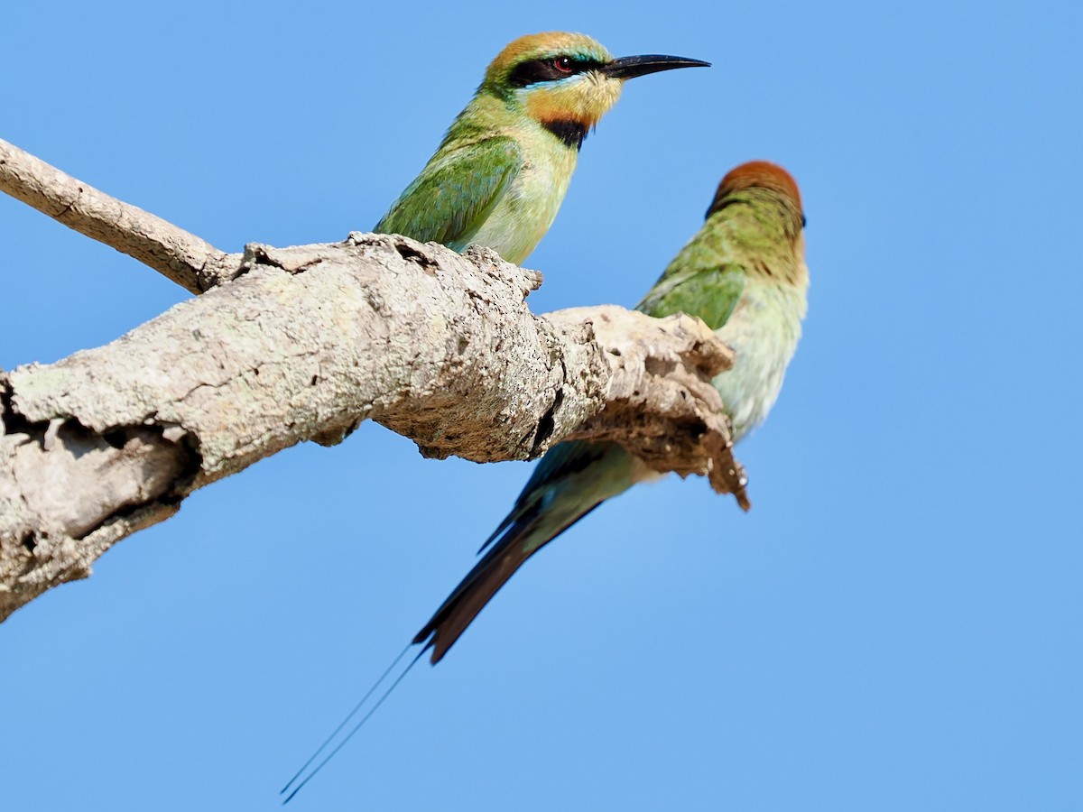 Regenbogenspint - ML644612440