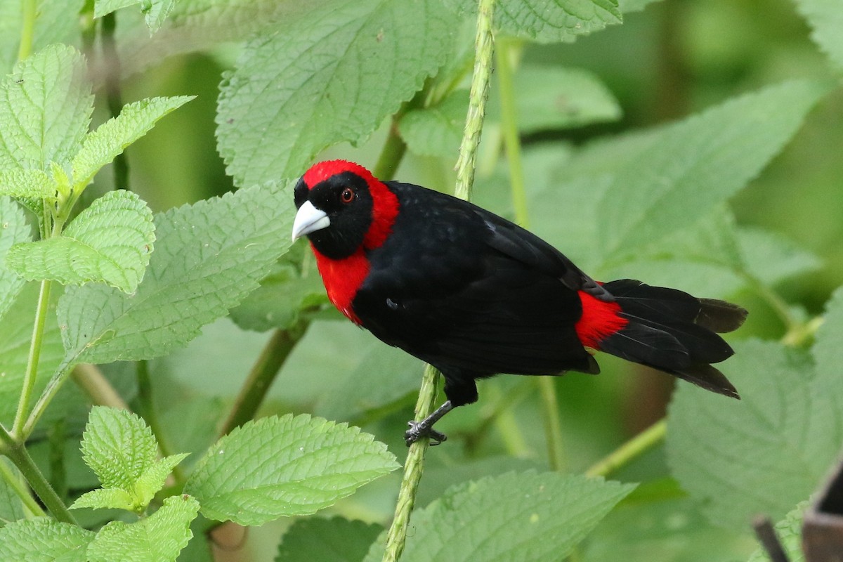 Crimson-collared Tanager - ML644612442