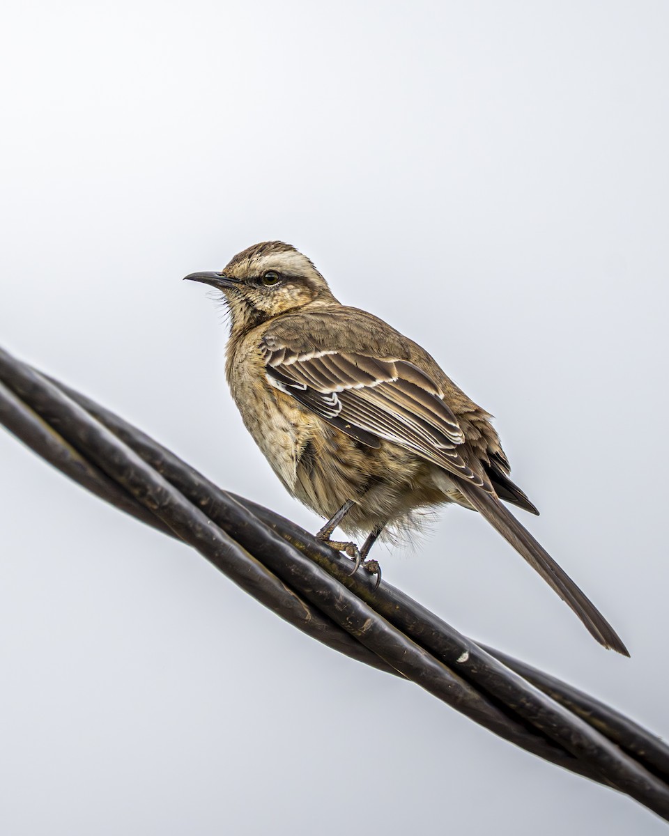 Пересмішник чилійський - ML644612446