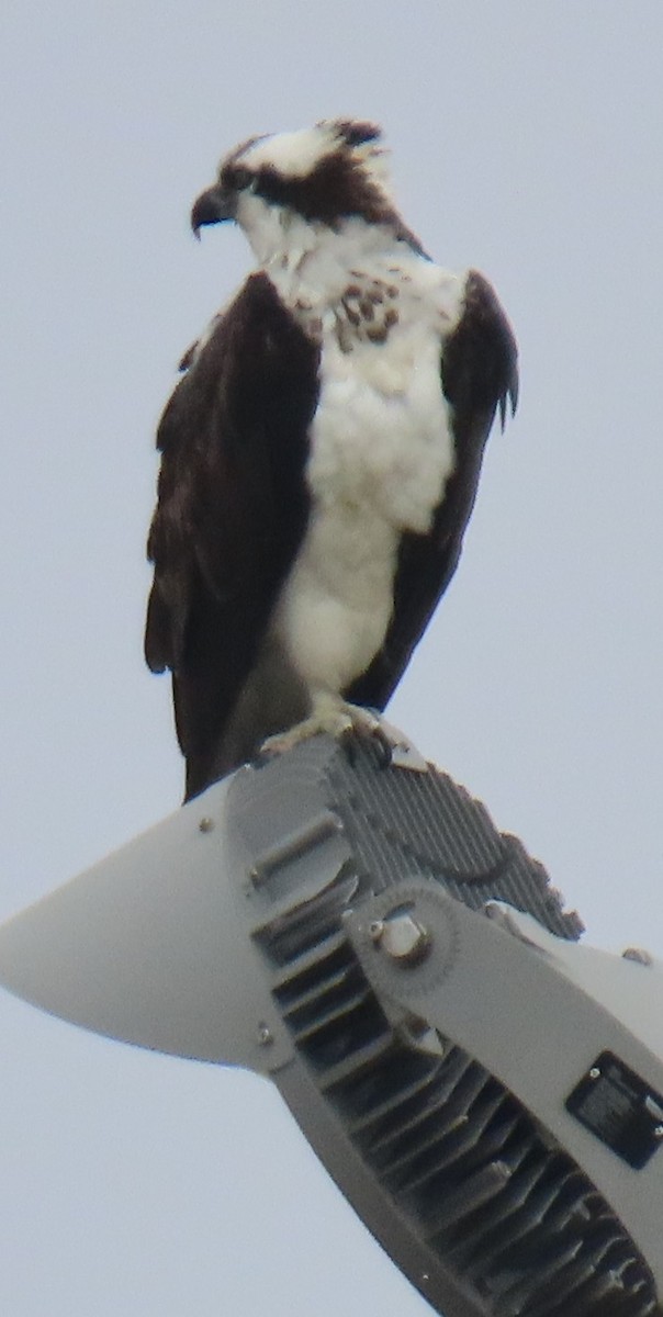 fiskeørn - ML644612470