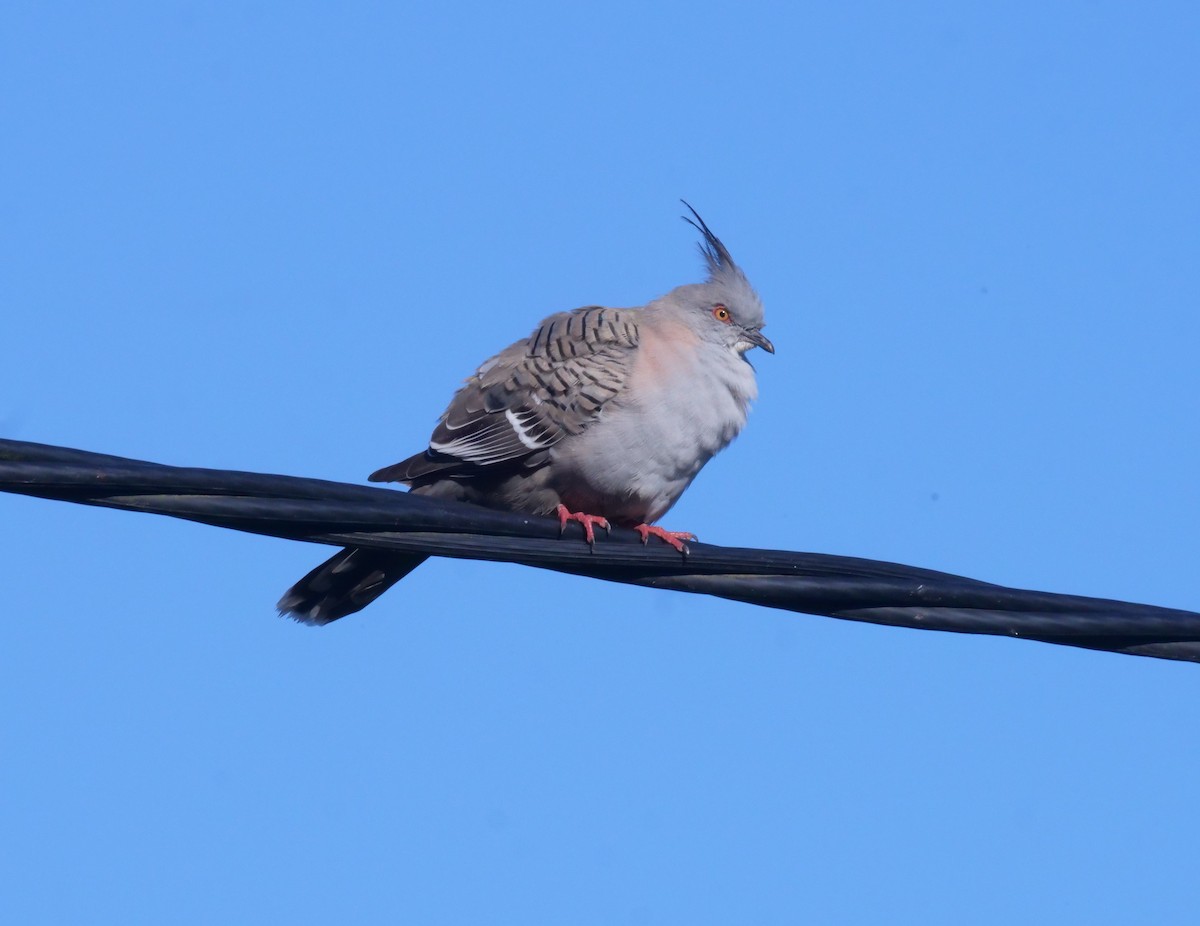 toppdue - ML644612474