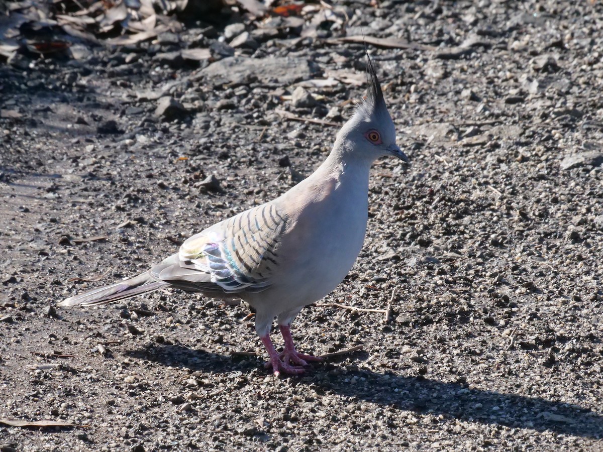 toppdue - ML644612475