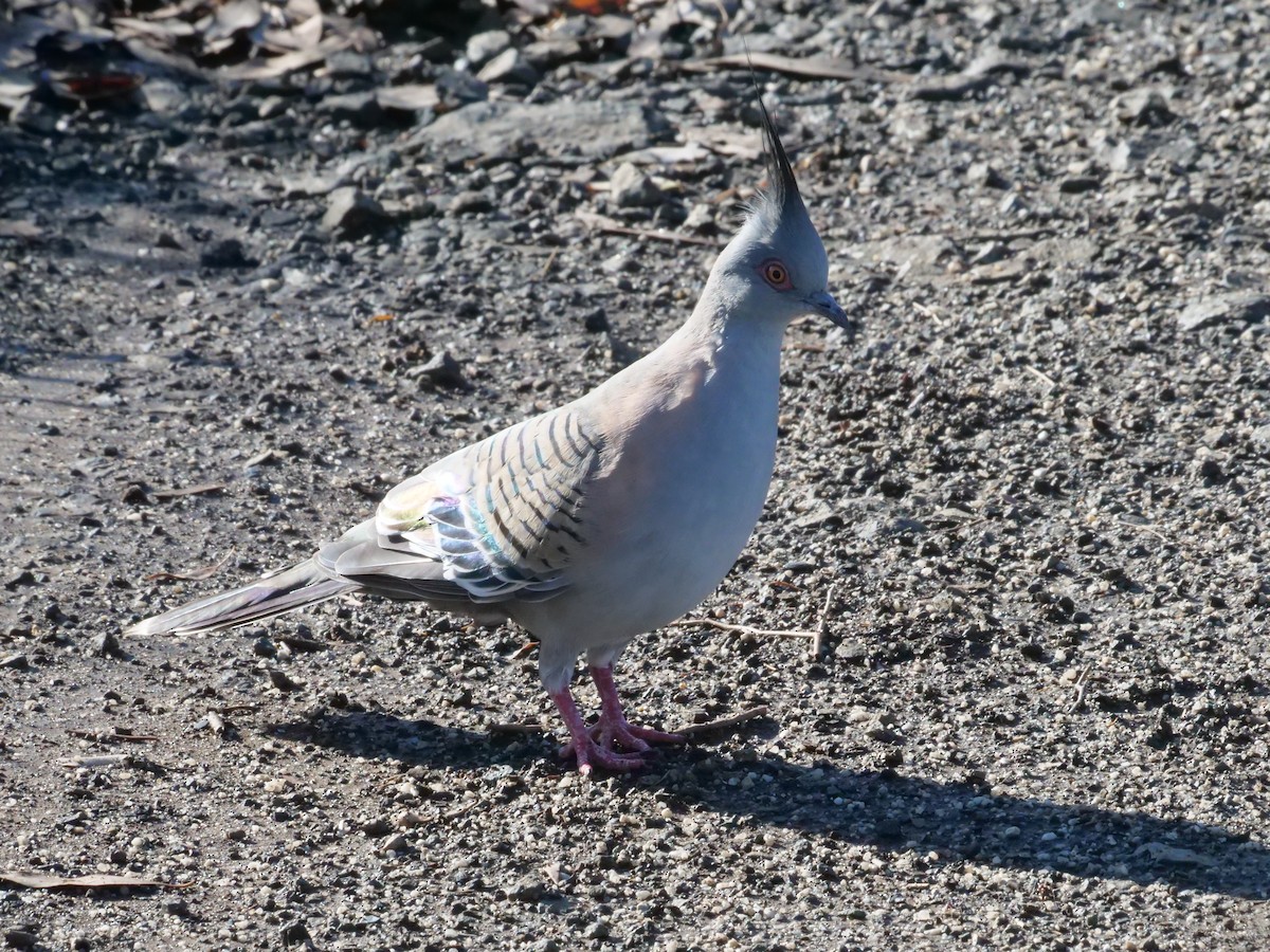 toppdue - ML644612476