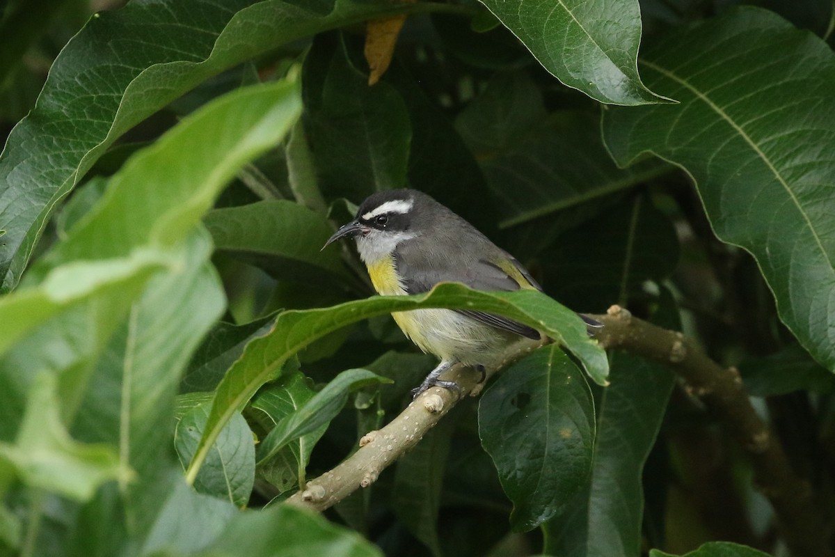 banansmett - ML644612477