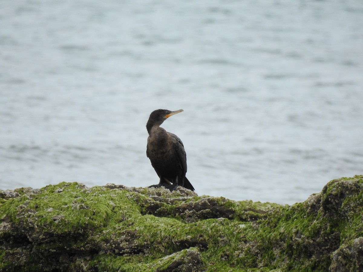 flodskarv - ML644612479