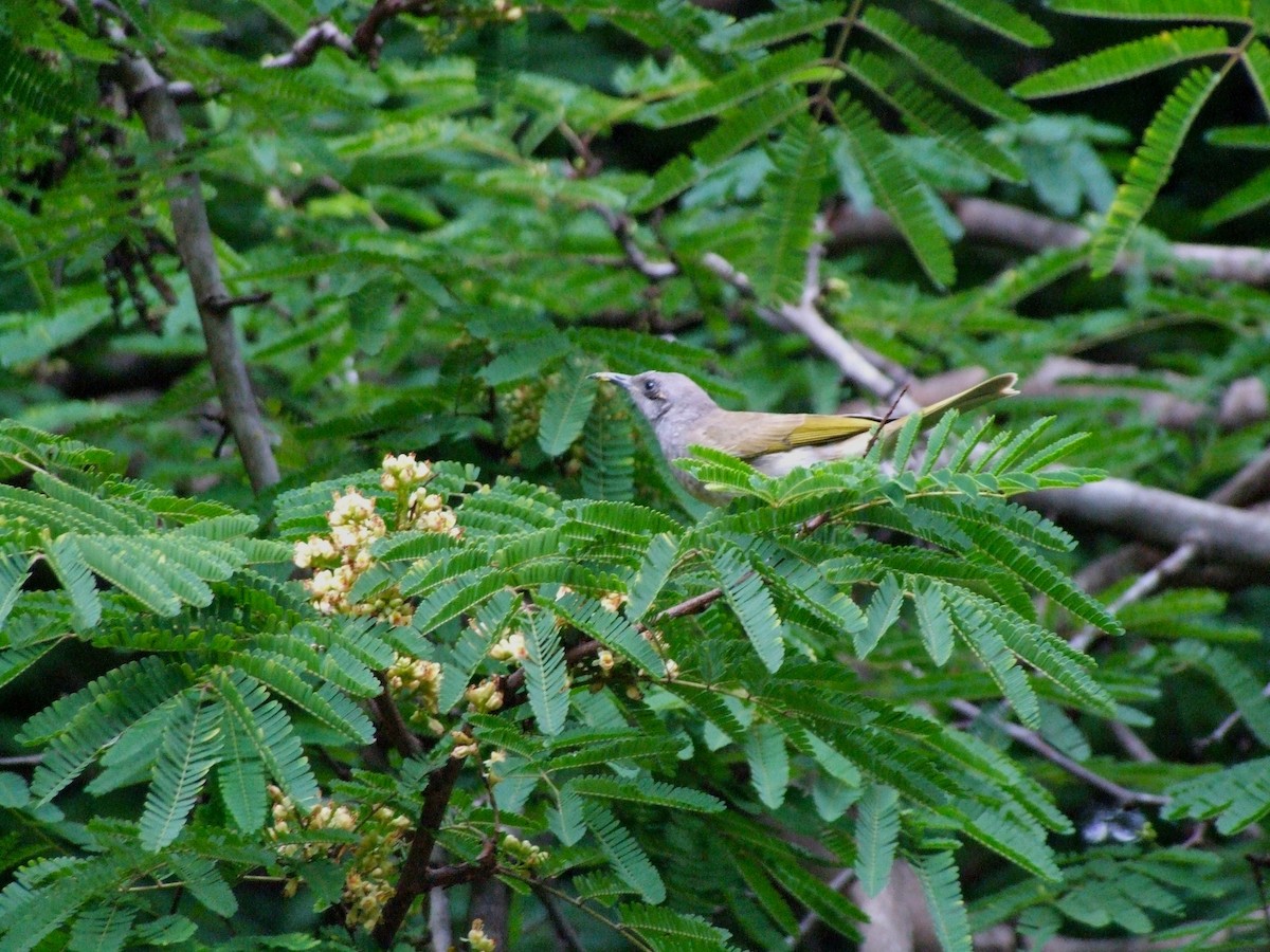 brunhonningeter - ML644612480