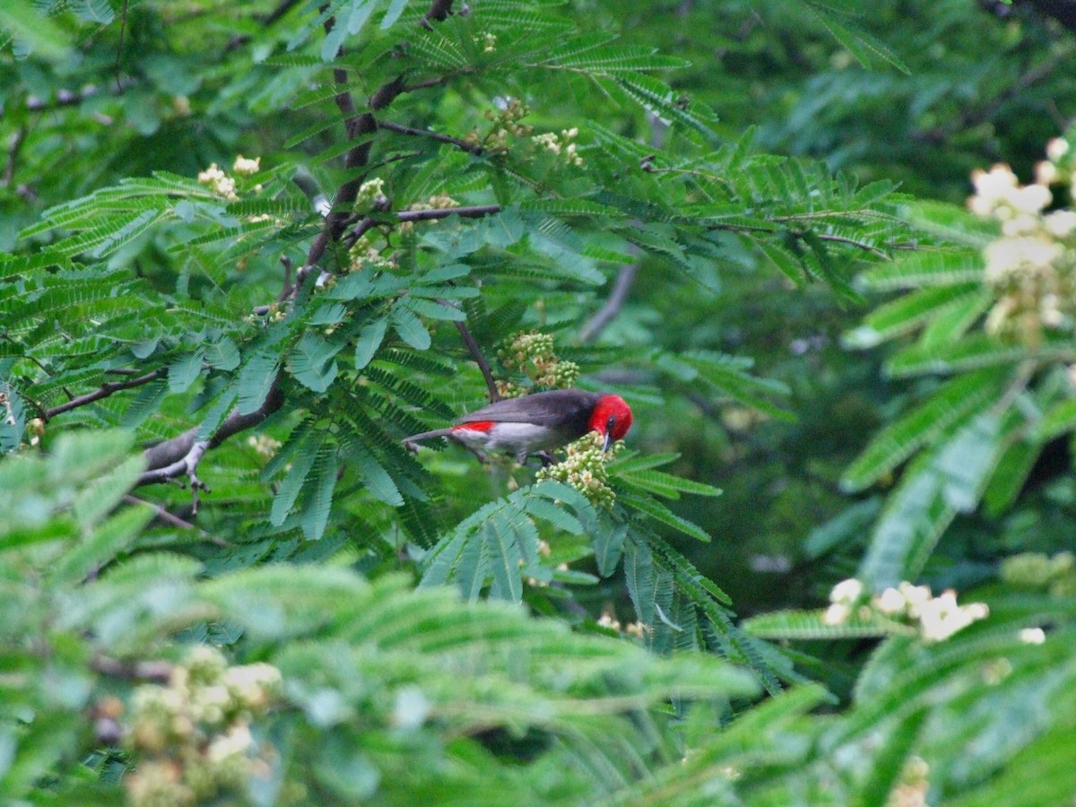 rødhodehonningeter - ML644612484