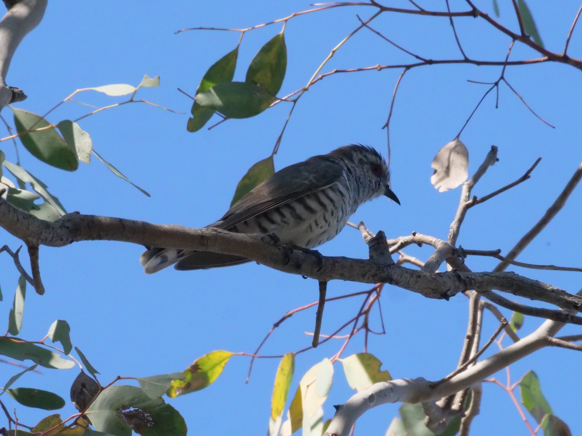 pygmégjøk - ML644612486