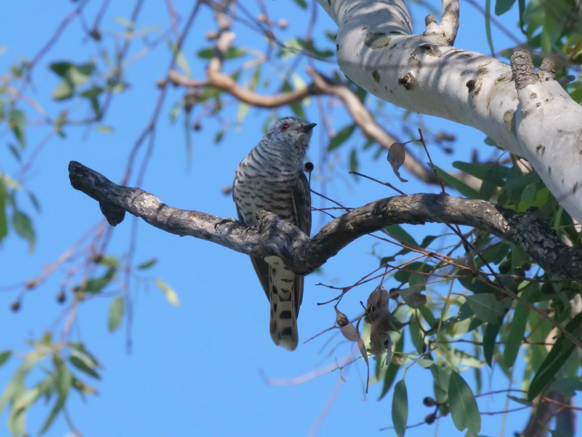 pygmégjøk - ML644612487