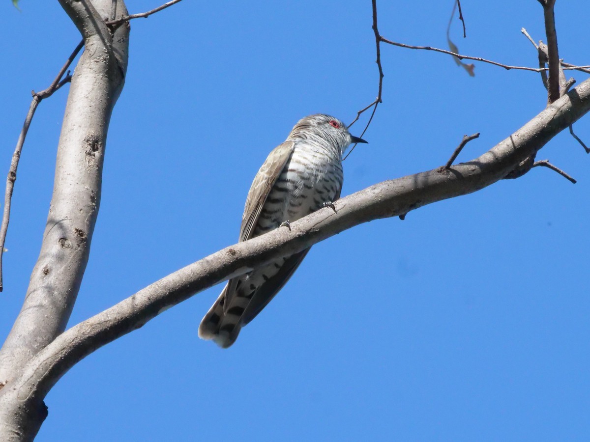 pygmégjøk - ML644612488