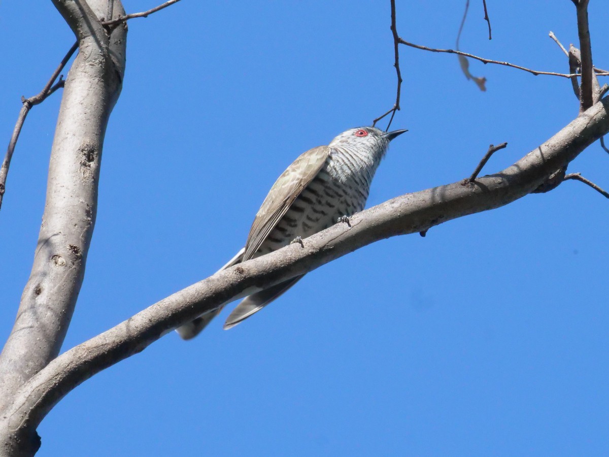 pygmégjøk - ML644612489