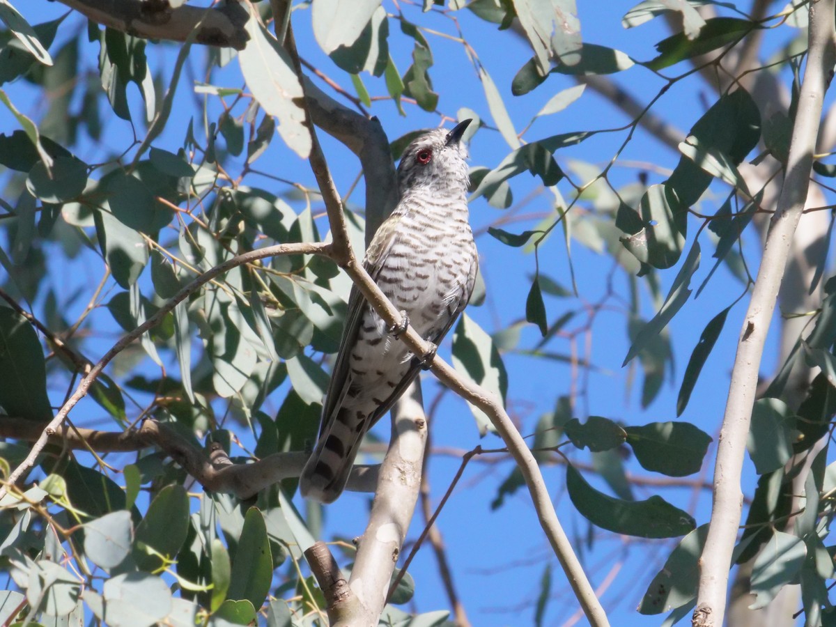 pygmégjøk - ML644612490