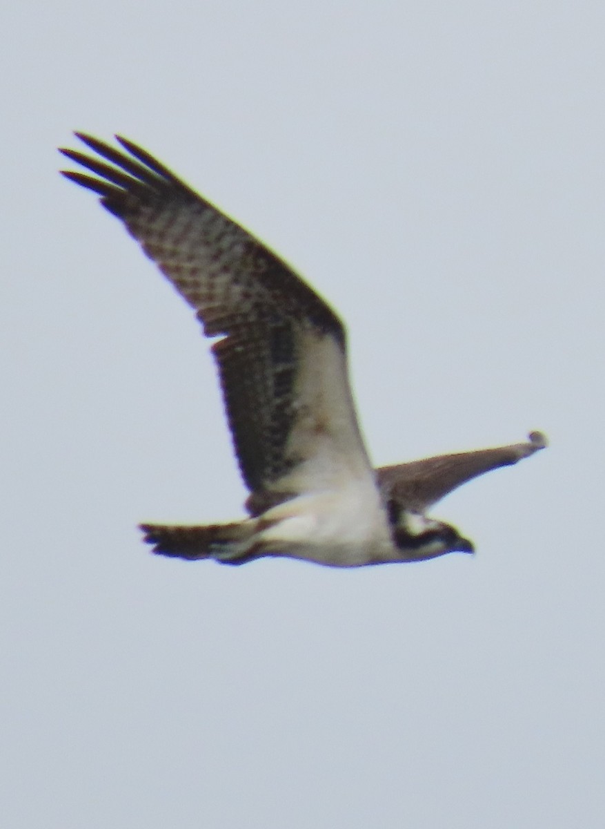 fiskeørn - ML644612492