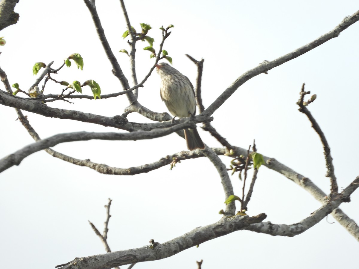 rustbukplystrer - ML644612494