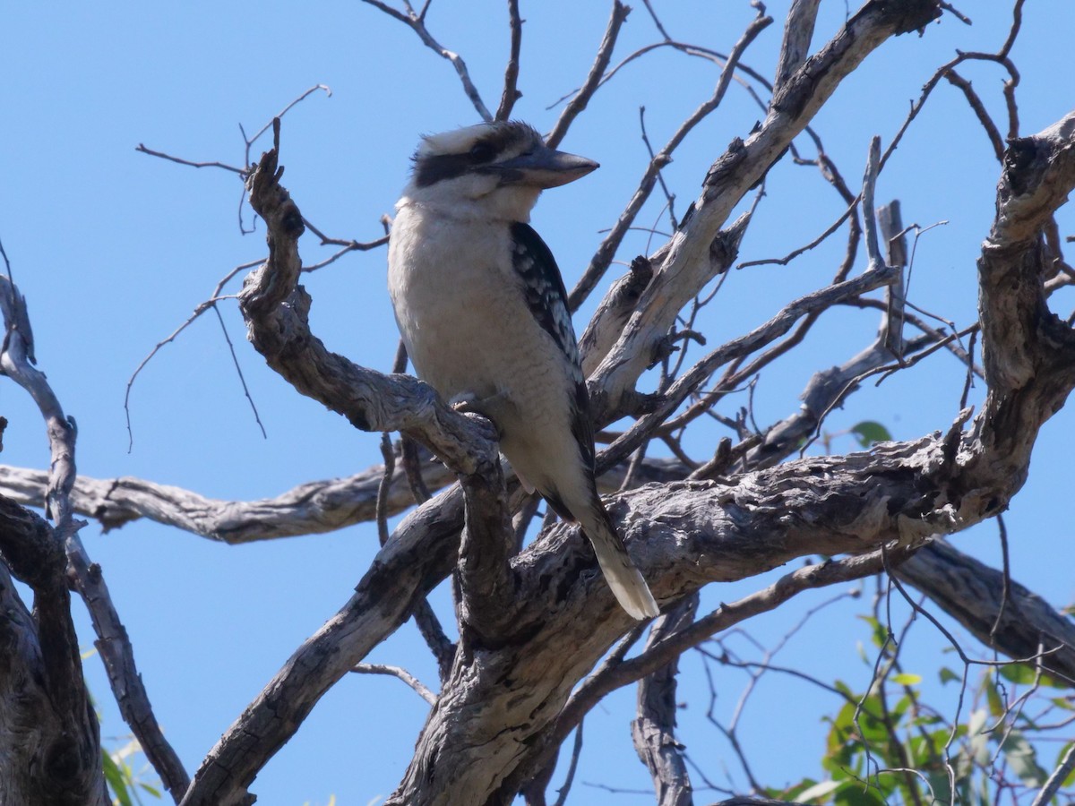 latterkokaburra - ML644612495