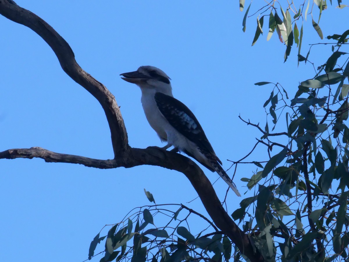 latterkokaburra - ML644612496