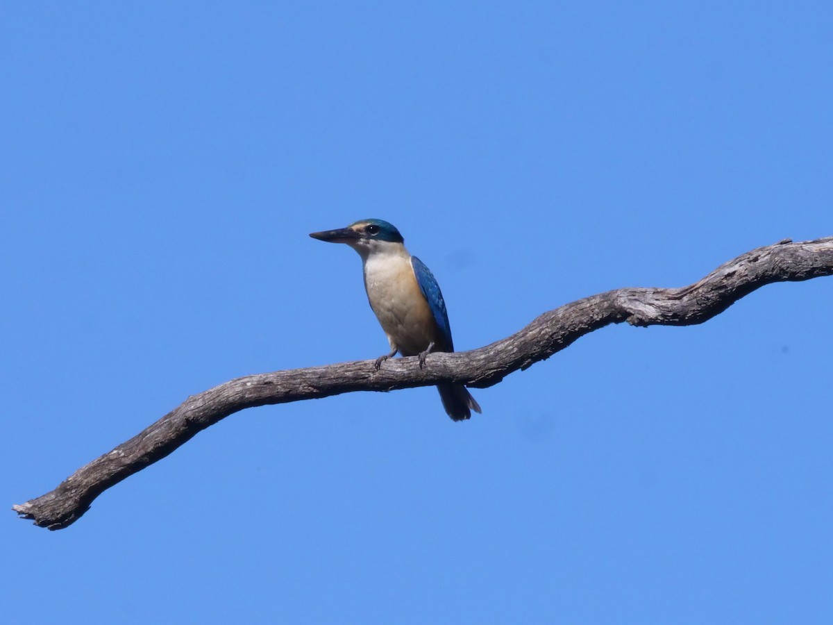 maskaraisfugl - ML644612497