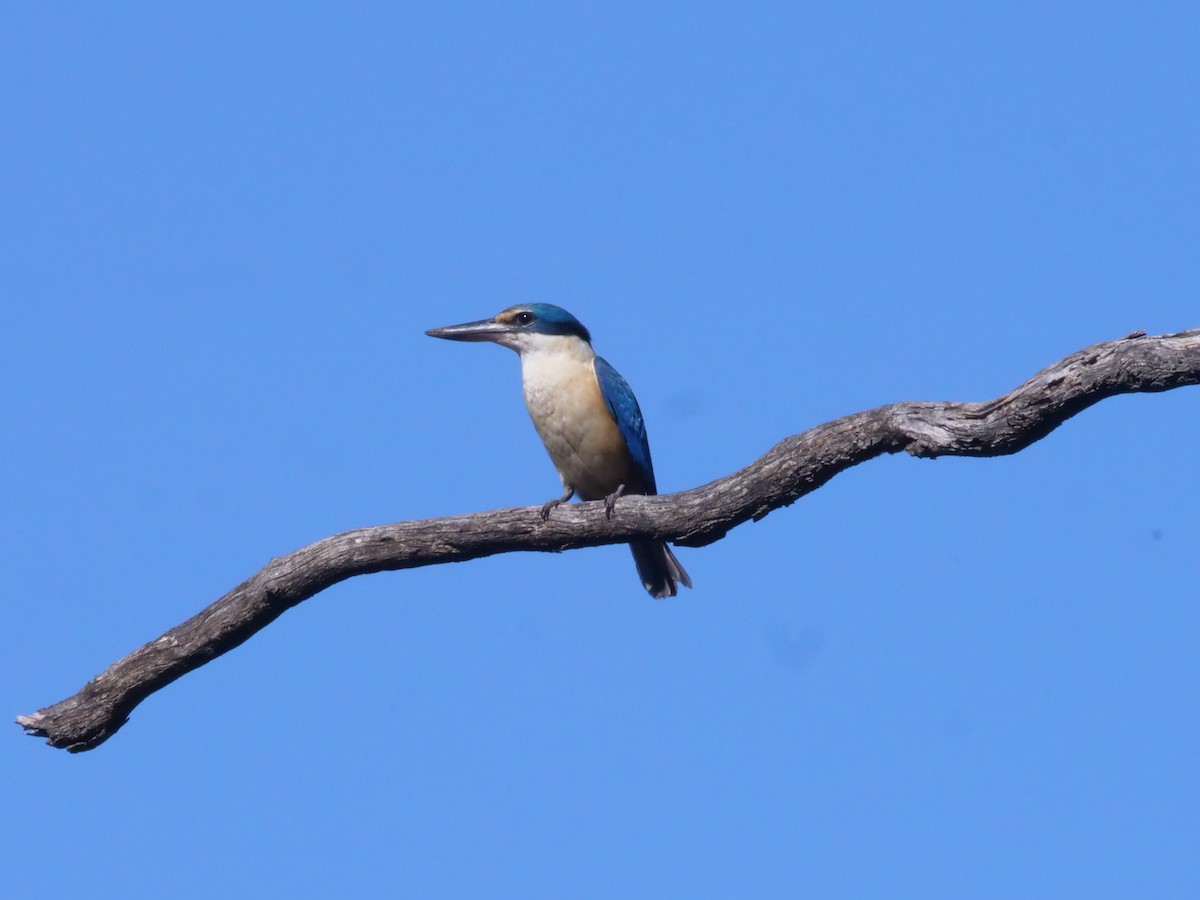 maskaraisfugl - ML644612498