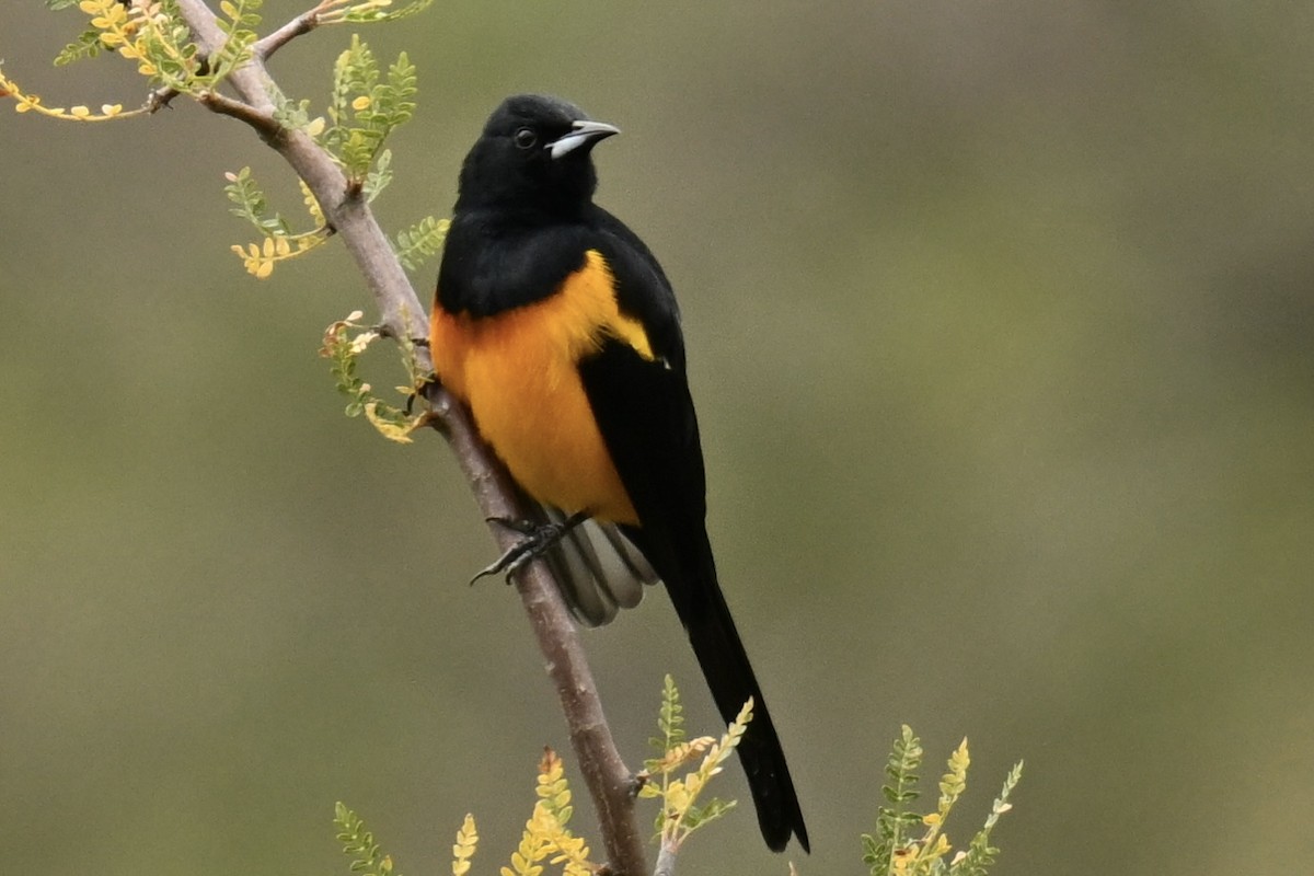 svartgumptrupial - ML644612499