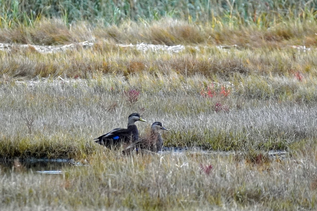 rødfotand - ML644612500