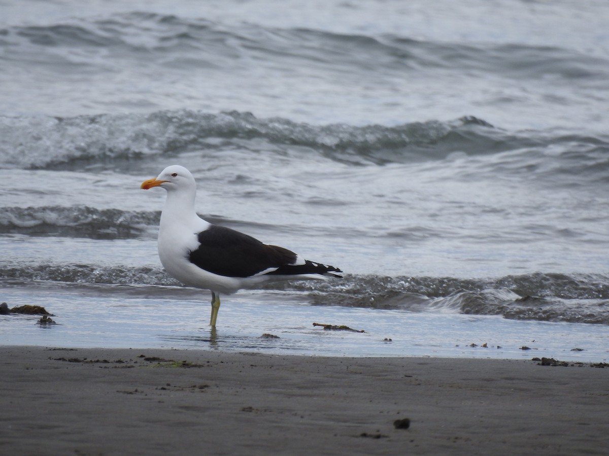 taremåke - ML644612501