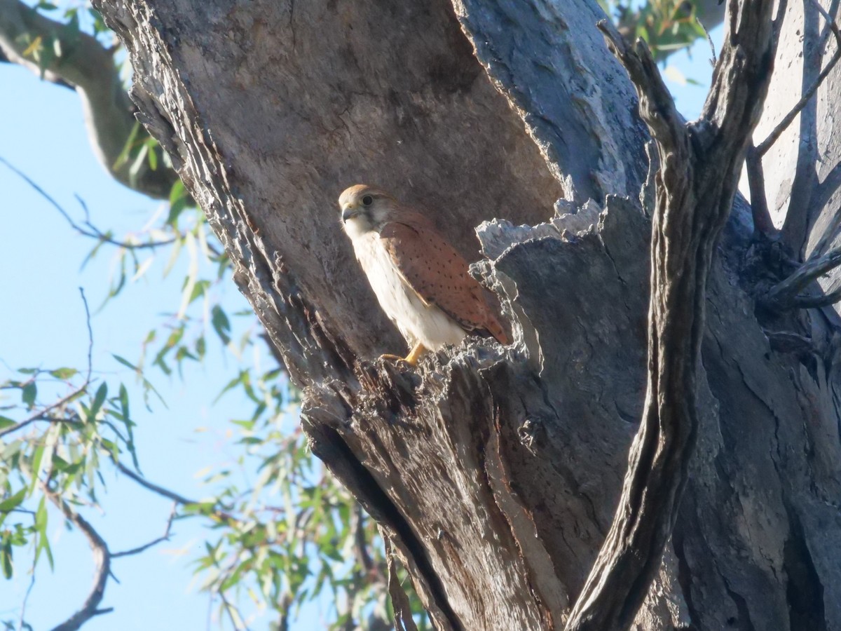 australiafalk - ML644612502