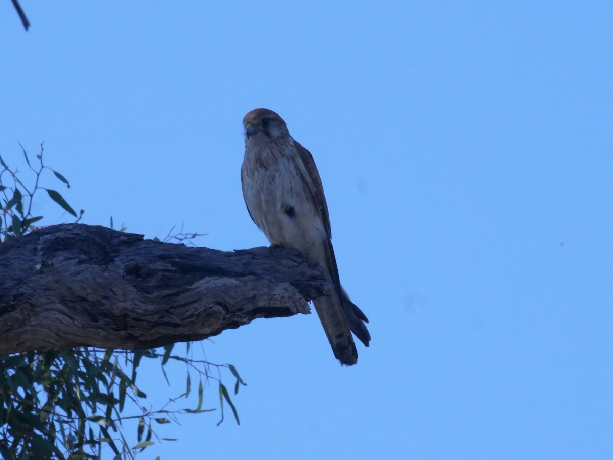 australiafalk - ML644612503