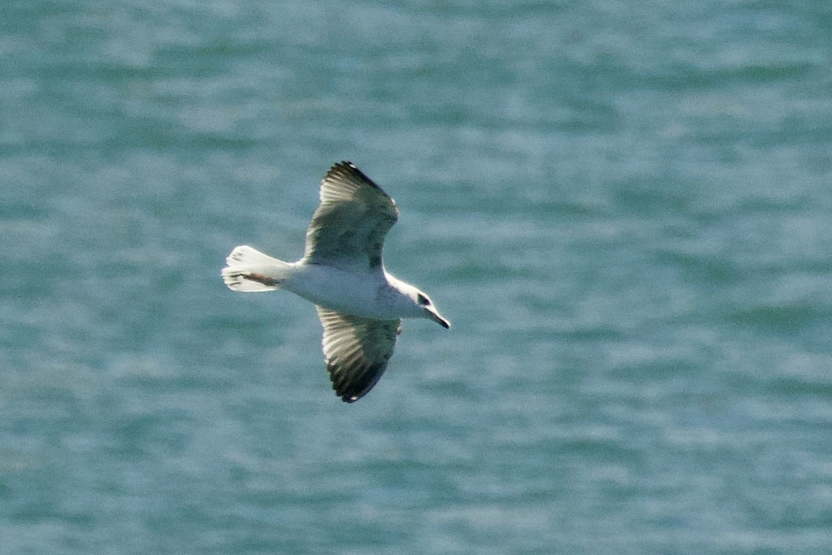 gulbeinmåke - ML644612504