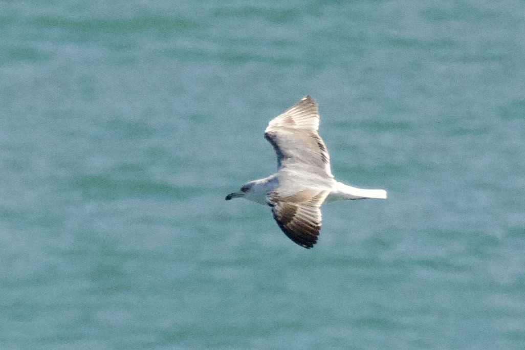 gulbeinmåke - ML644612505