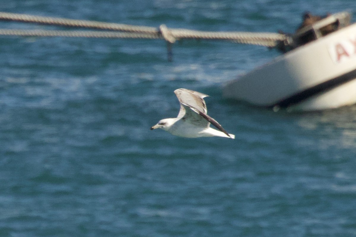 gulbeinmåke - ML644612506