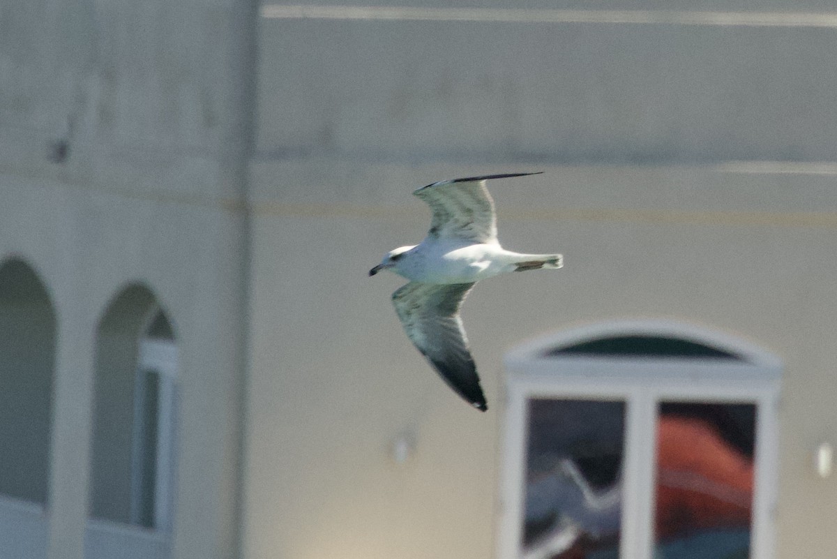 gulbeinmåke - ML644612507