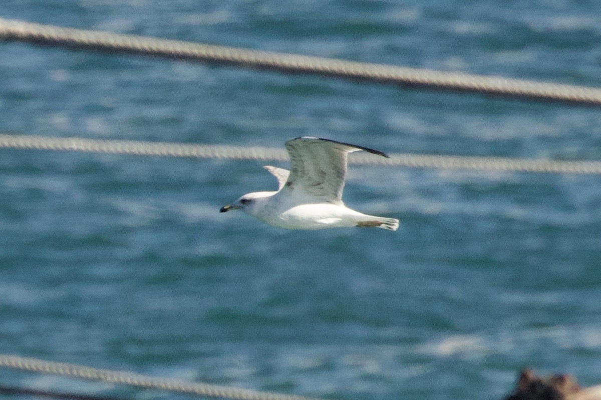 gulbeinmåke - ML644612508